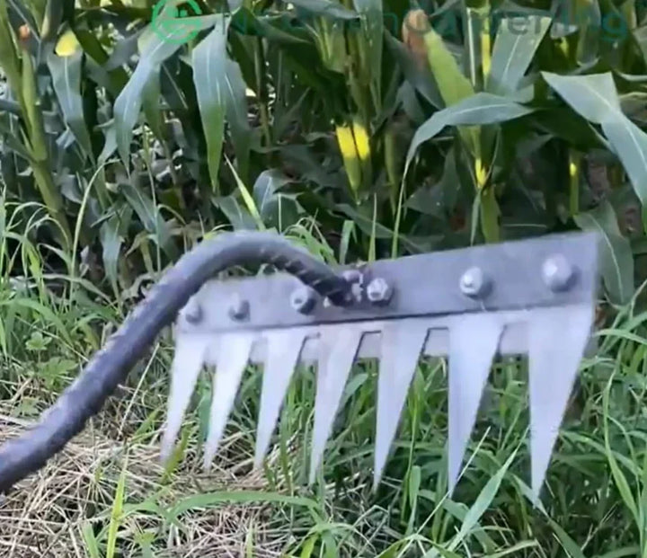 Review by Jasper Collins